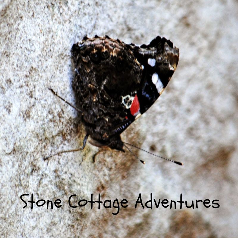 Garden Guest:  Lady Admiral – photo 2