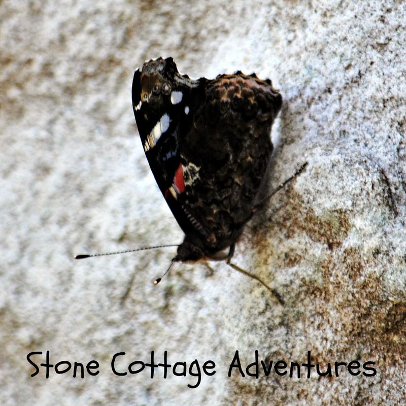Garden Guest:  Lady Admiral – photo 3