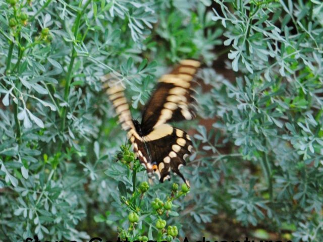 Garden Guest: Tiger or maybe Giant Swallowtail?
