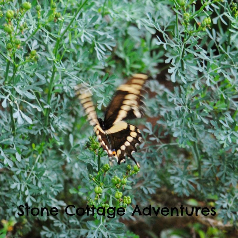 Garden Guest:  Tiger or maybe Giant Swallowtail? – photo 1