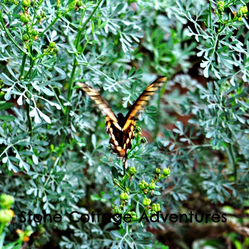 Garden Guest:  Tiger or maybe Giant Swallowtail? – photo 3