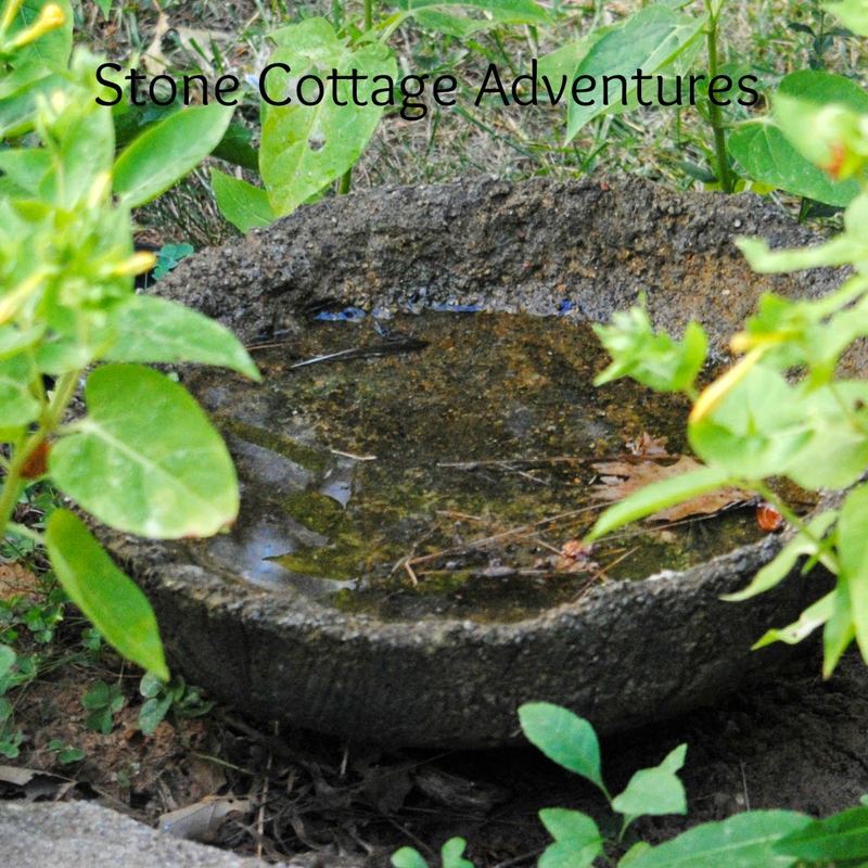 Providing Water for Garden Guests – photo 5