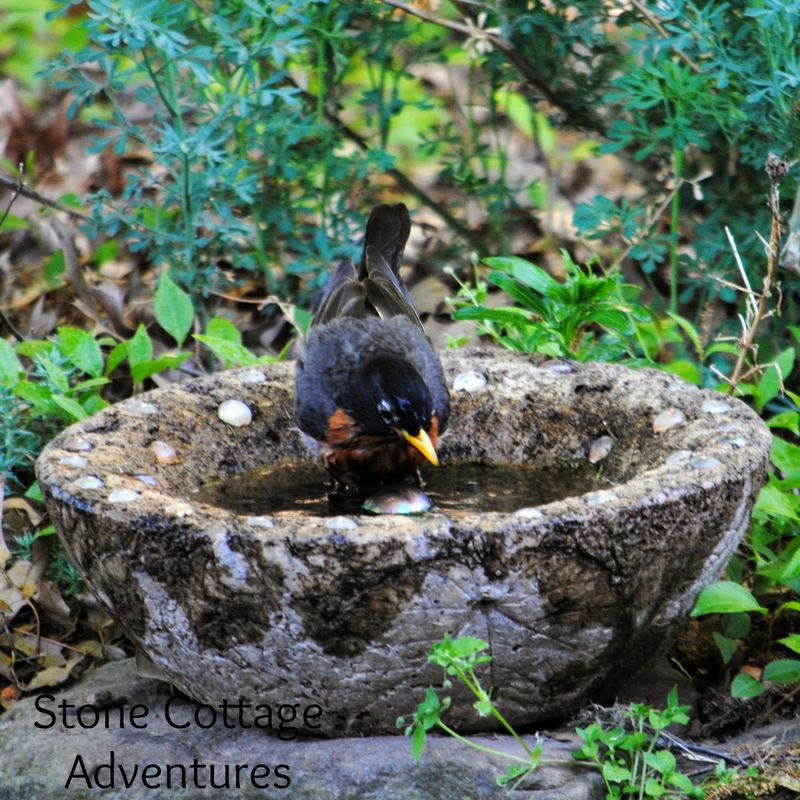 Providing Water for Garden Guests – photo 7