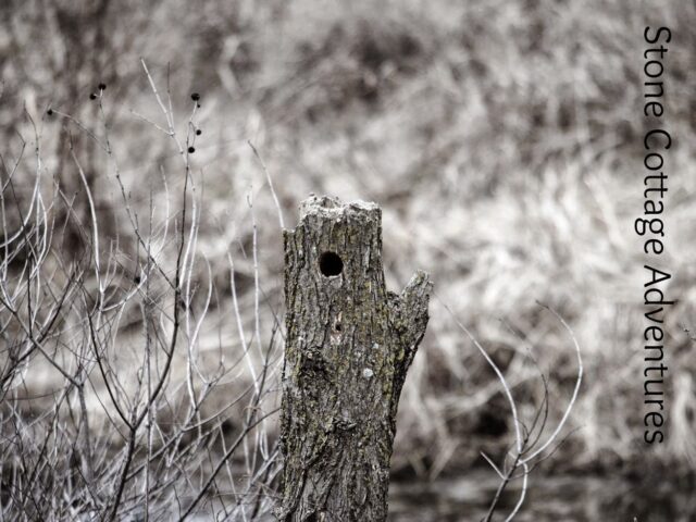 Almost Wordless Winter Hike