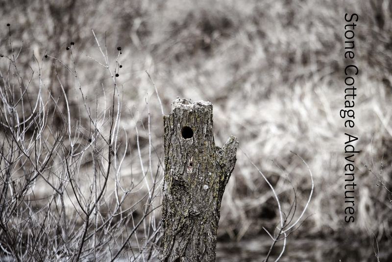 Almost Wordless Winter Hike – photo 1