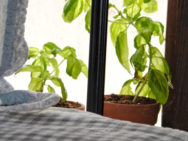 Gardening News, February Harvest