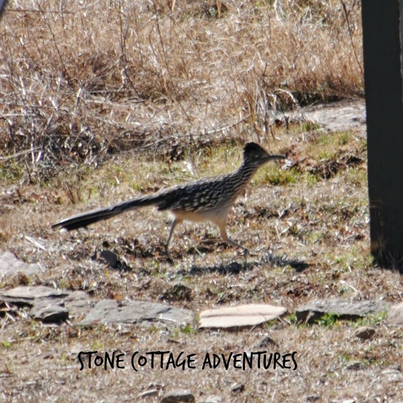Garden Guests: Roadrunner – photo 2