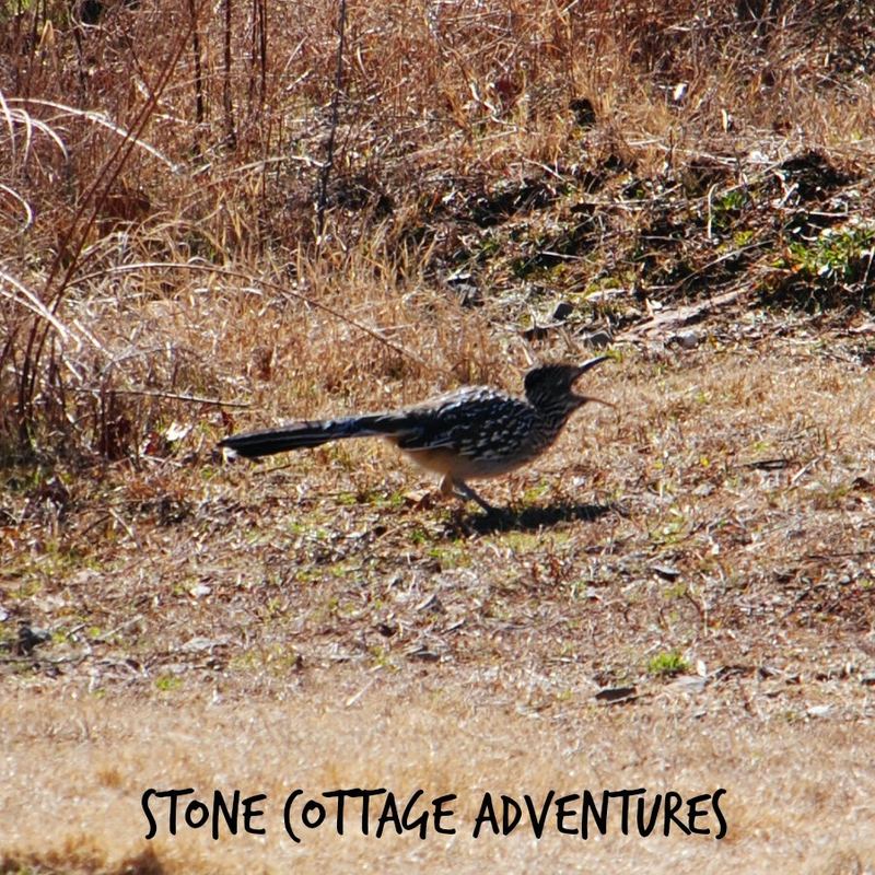 Garden Guests: Roadrunner – photo 4