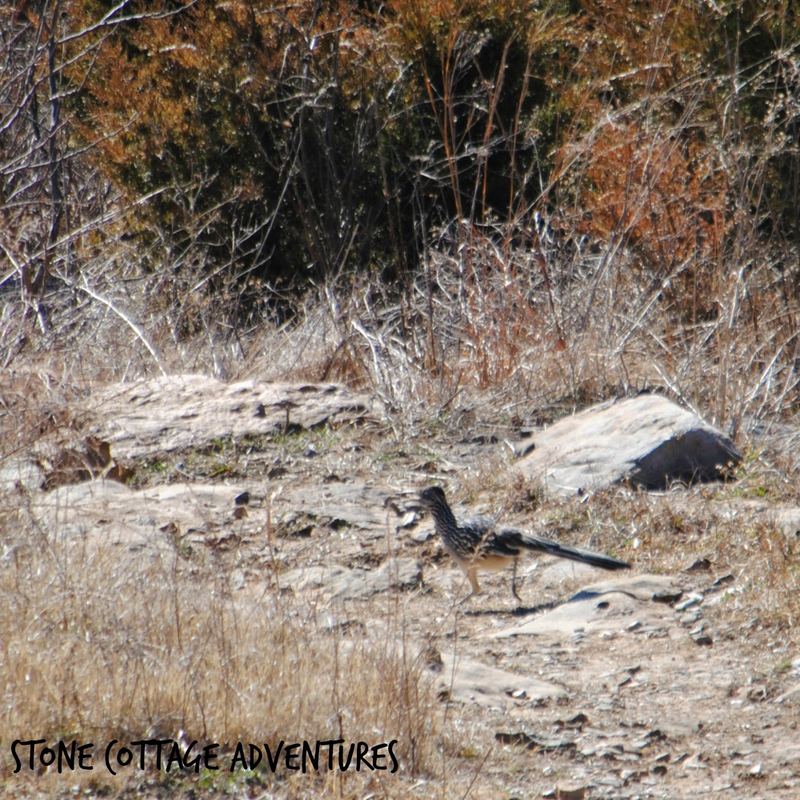 Garden Guests: Roadrunner – photo 5