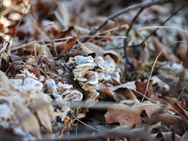 Lichen Hikin’ Wordless Wednesday