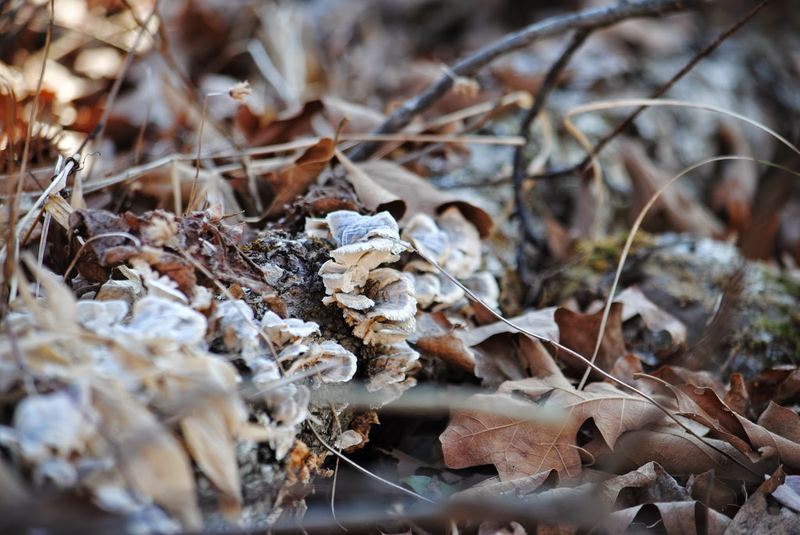 Lichen Hikin' Wordless Wednesday – photo 1