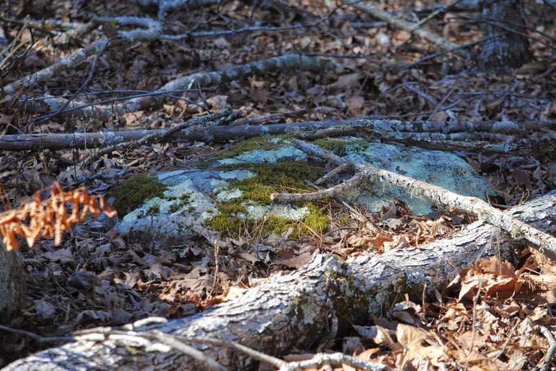 Lichen Hikin' Wordless Wednesday – photo 4
