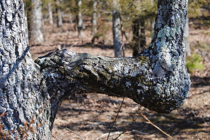 Lichen Hikin' Wordless Wednesday – photo 5