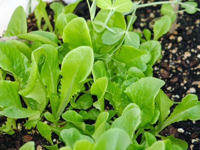 March Harvest and a Greenhouse Update
