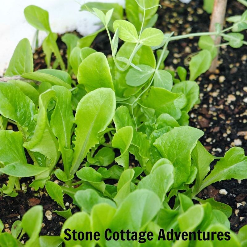March Harvest and a Greenhouse Update – photo 1
