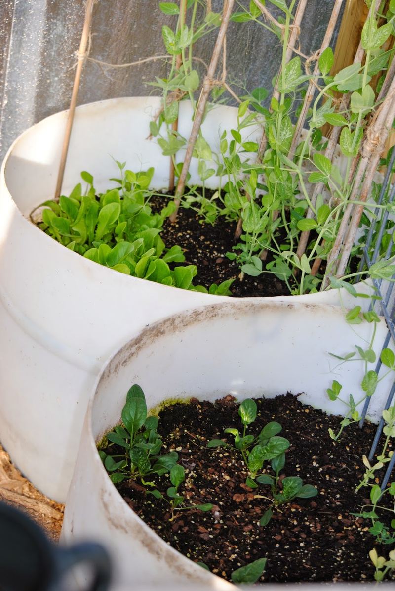 March Harvest and a Greenhouse Update – photo 2