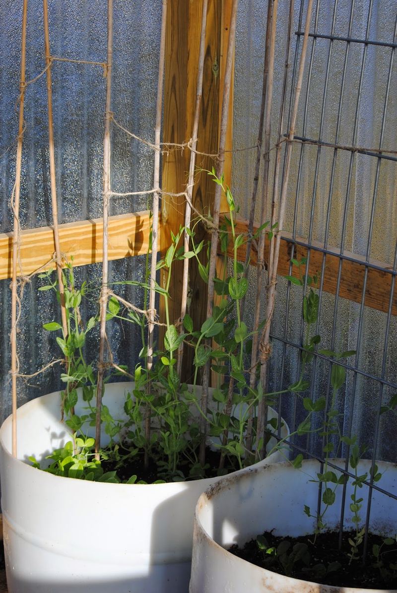 March Harvest and a Greenhouse Update – photo 3
