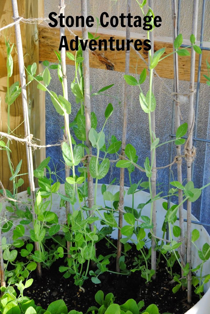 March Harvest and a Greenhouse Update – photo 5
