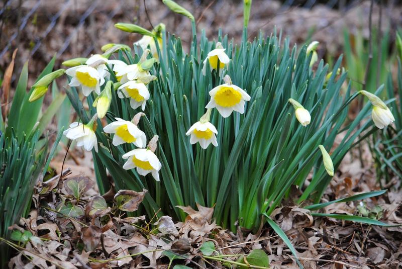 Tutorial for a Spring Bouquet – photo 3