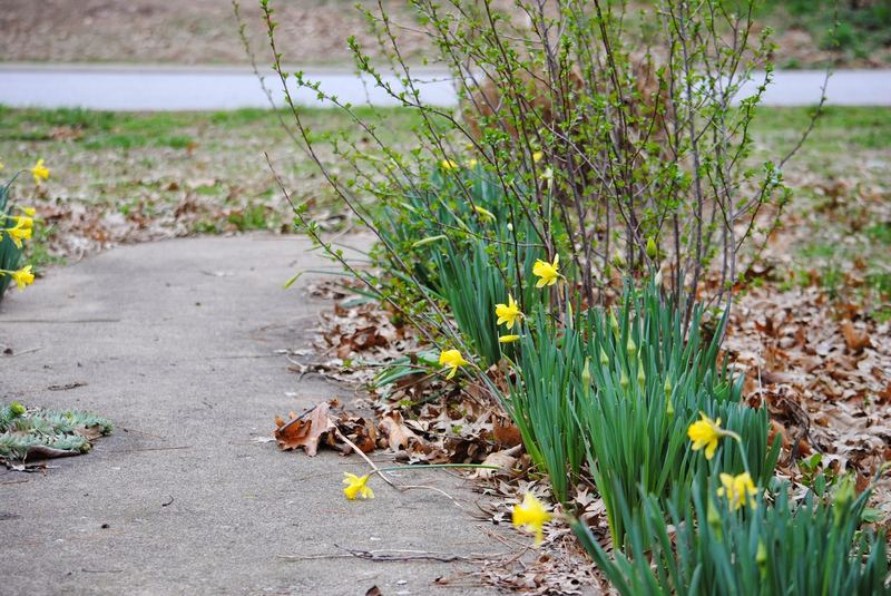 Tutorial for a Spring Bouquet – photo 7