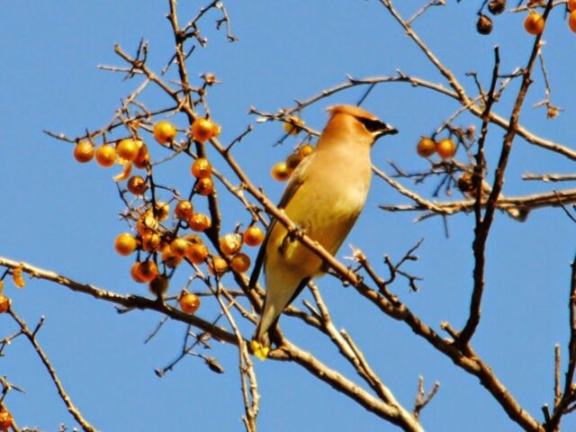 Garden Guest: Cedar Waxwing