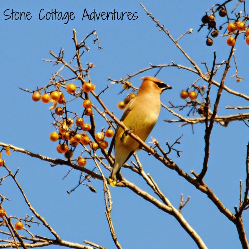 Garden Guest:  Cedar Waxwing – photo 1