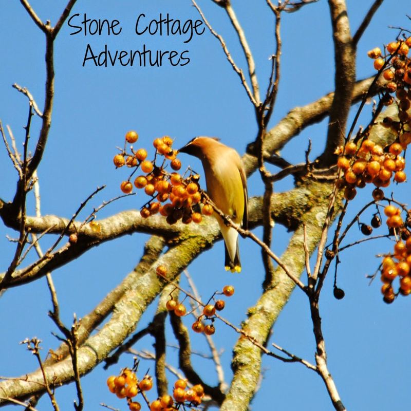 Garden Guest:  Cedar Waxwing – photo 2