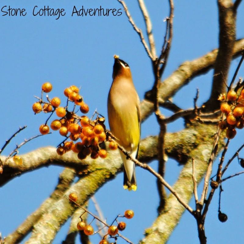Garden Guest:  Cedar Waxwing – photo 3