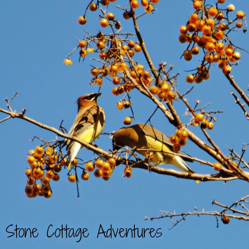 Garden Guest:  Cedar Waxwing – photo 4