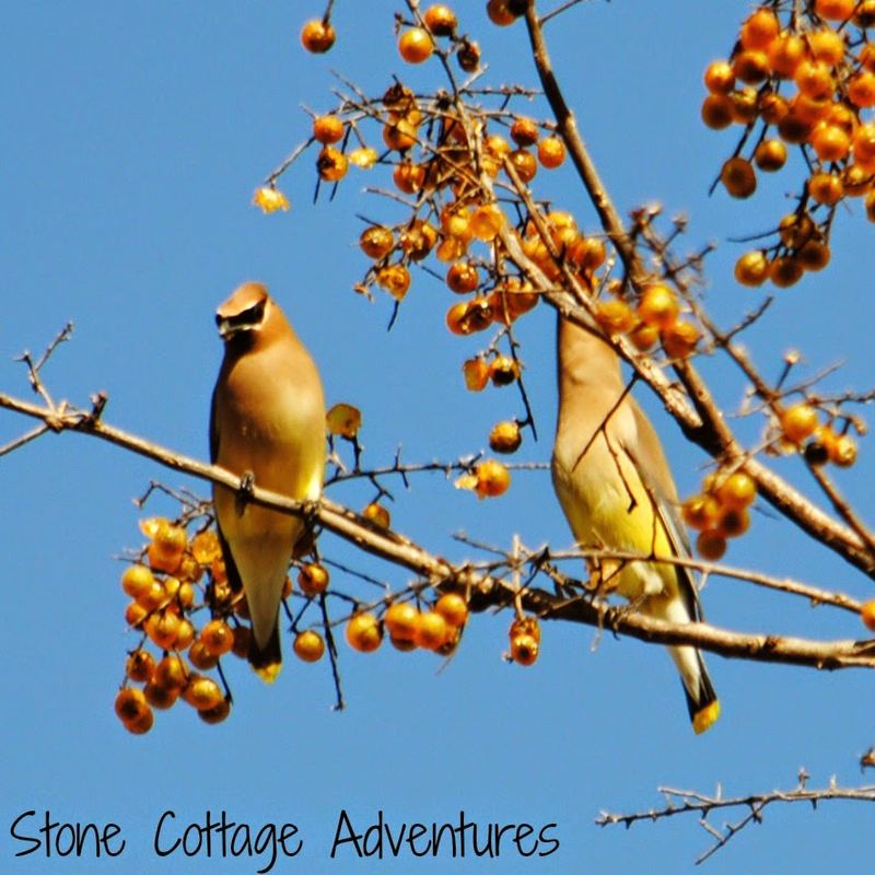 Garden Guest:  Cedar Waxwing – photo 5