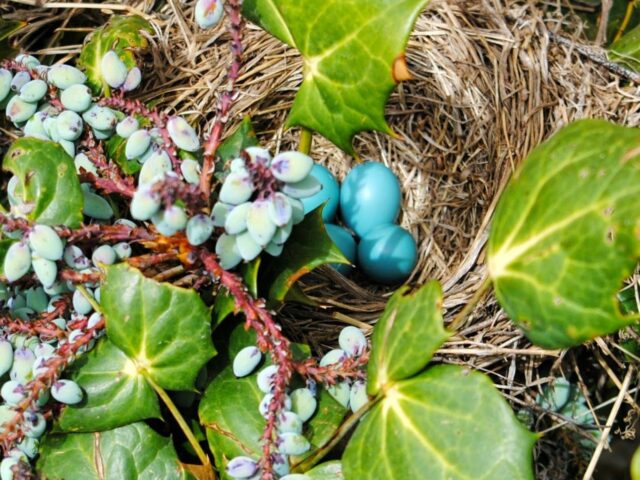 Garden Guest: Robin Eggs