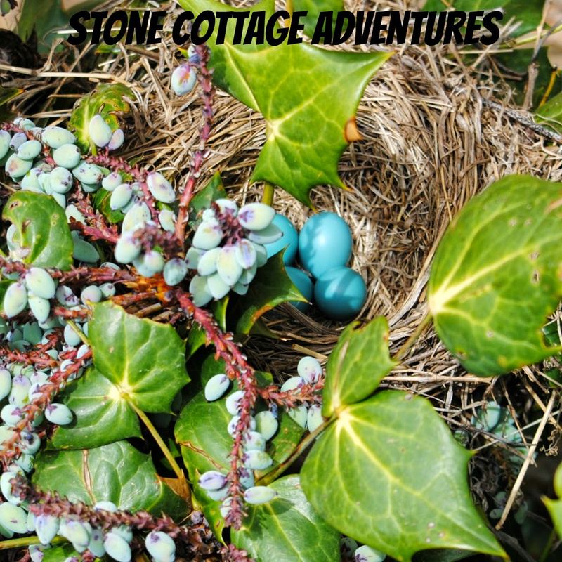 Garden Guest: Robin Eggs – photo 1