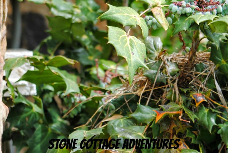 Garden Guest: Robin Eggs – photo 2