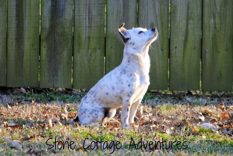 Wordless Wednesday:  Squirrel vs. Chihuahua – photo 1