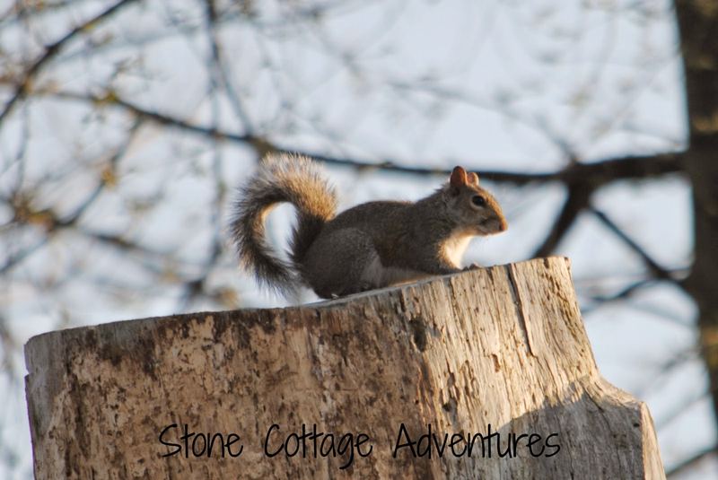 Wordless Wednesday:  Squirrel vs. Chihuahua – photo 2