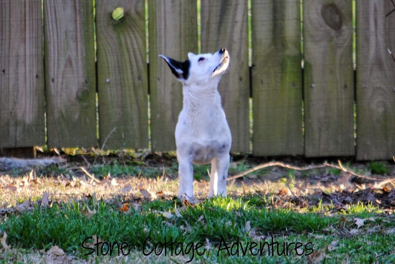 Wordless Wednesday:  Squirrel vs. Chihuahua – photo 3