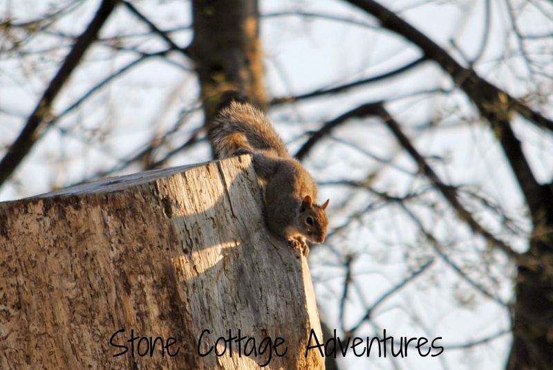 Wordless Wednesday:  Squirrel vs. Chihuahua – photo 4
