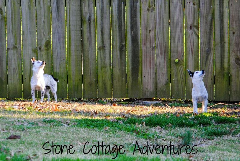 Wordless Wednesday:  Squirrel vs. Chihuahua – photo 5
