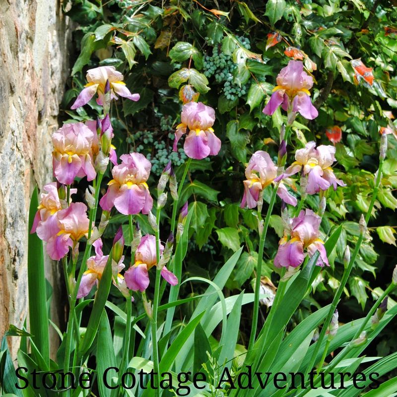 Arranging Iris, Another Tutorial – photo 2