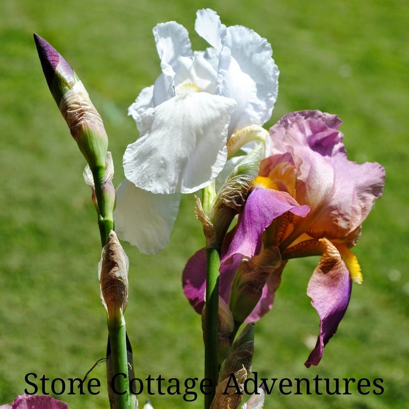 Arranging Iris, Another Tutorial – photo 5