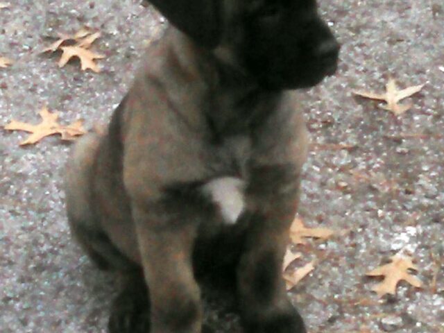Introducing Sadi