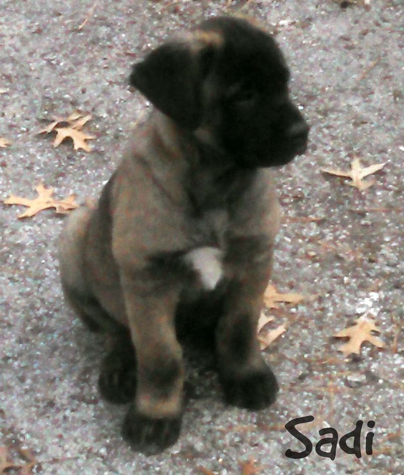 Introducing Sadi – photo 1