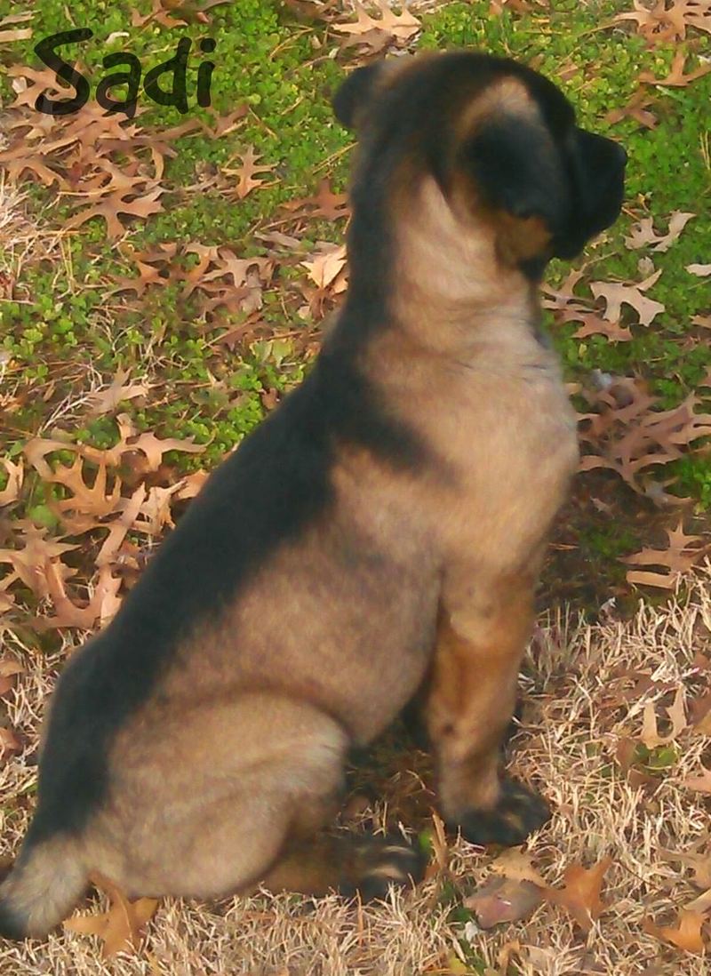 Introducing Sadi – photo 2