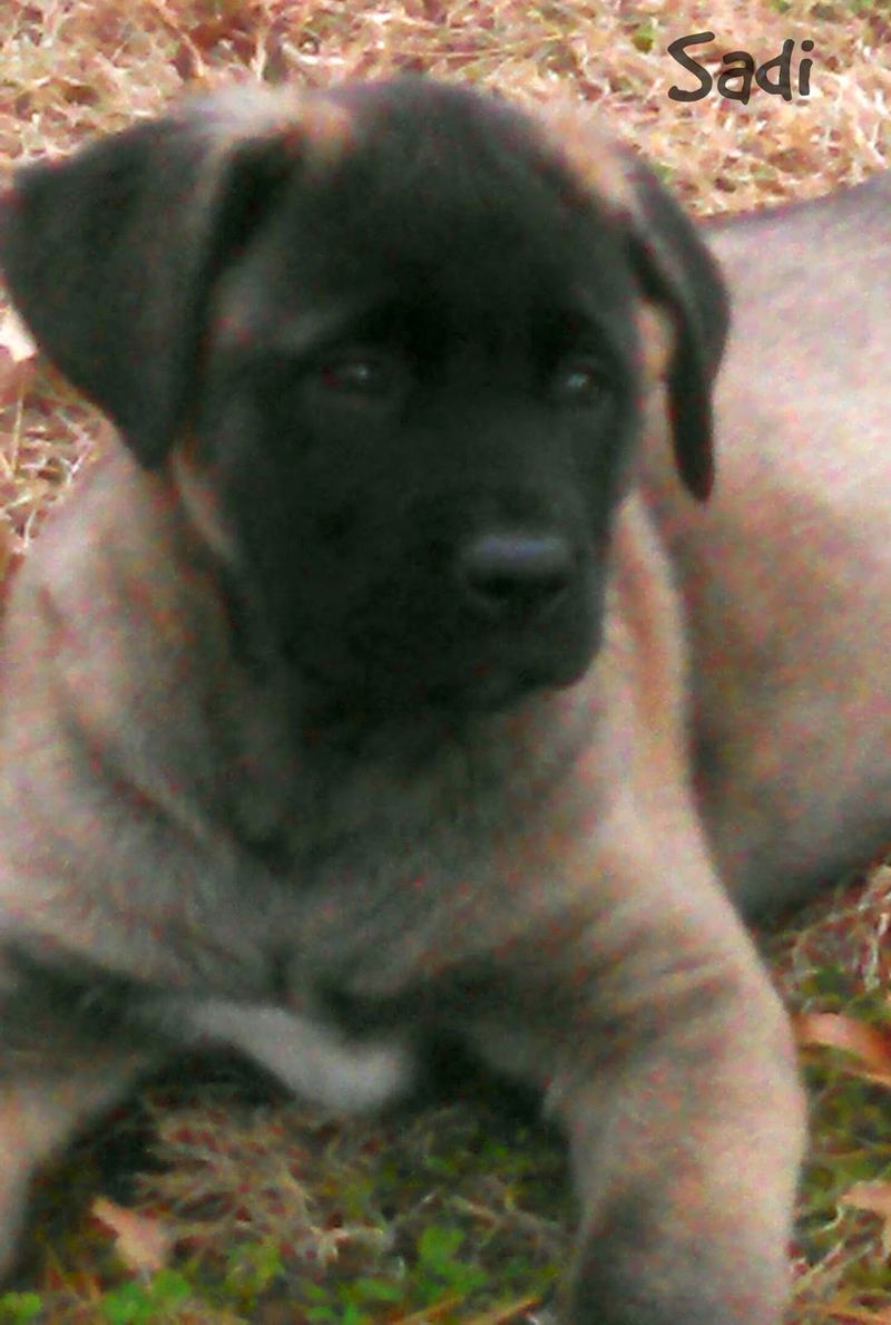 Introducing Sadi – photo 3