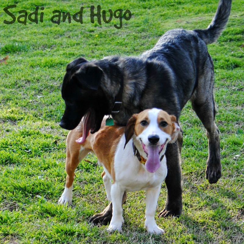 Introducing Sadi – photo 5