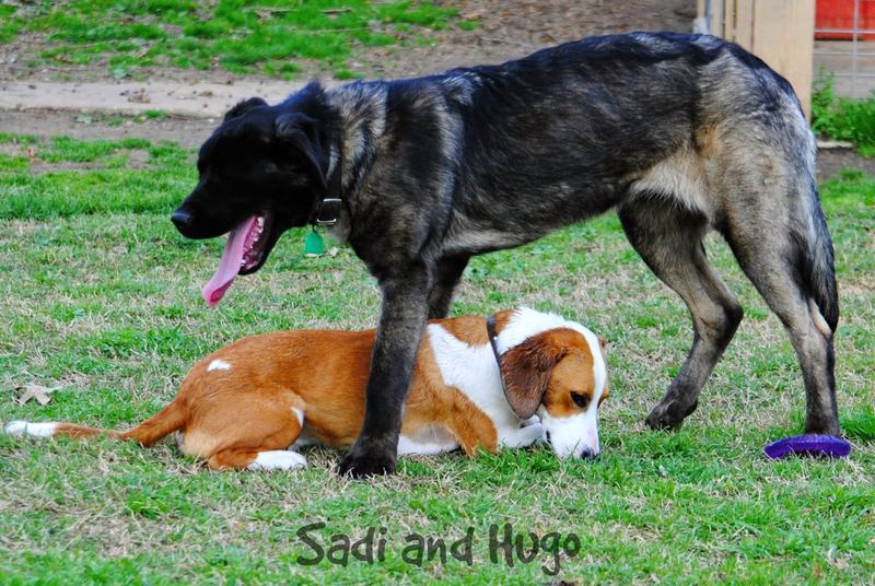 Introducing Sadi – photo 6