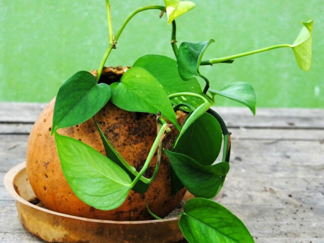 Surprise Flower Pot