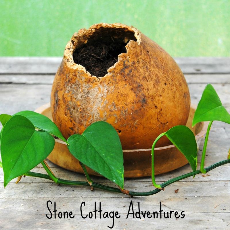 Surprise Flower Pot – photo 4