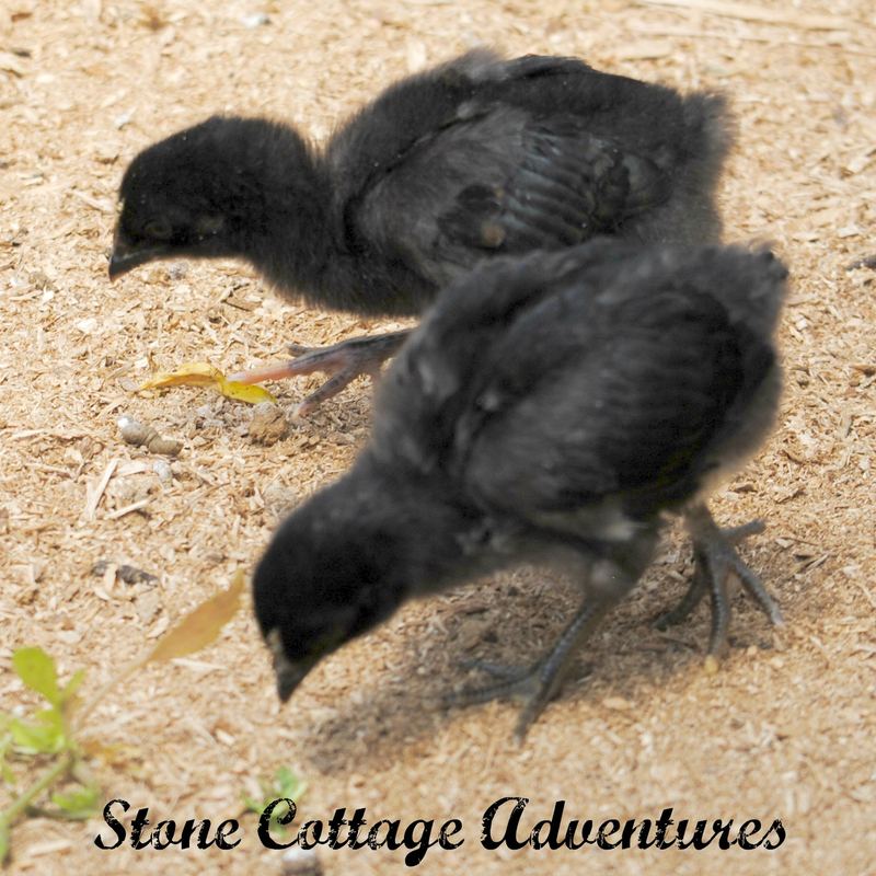 Baby Announcement! – photo 4