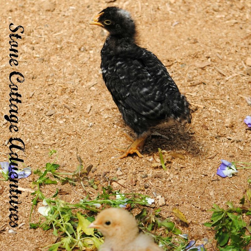 Baby Announcement! – photo 5